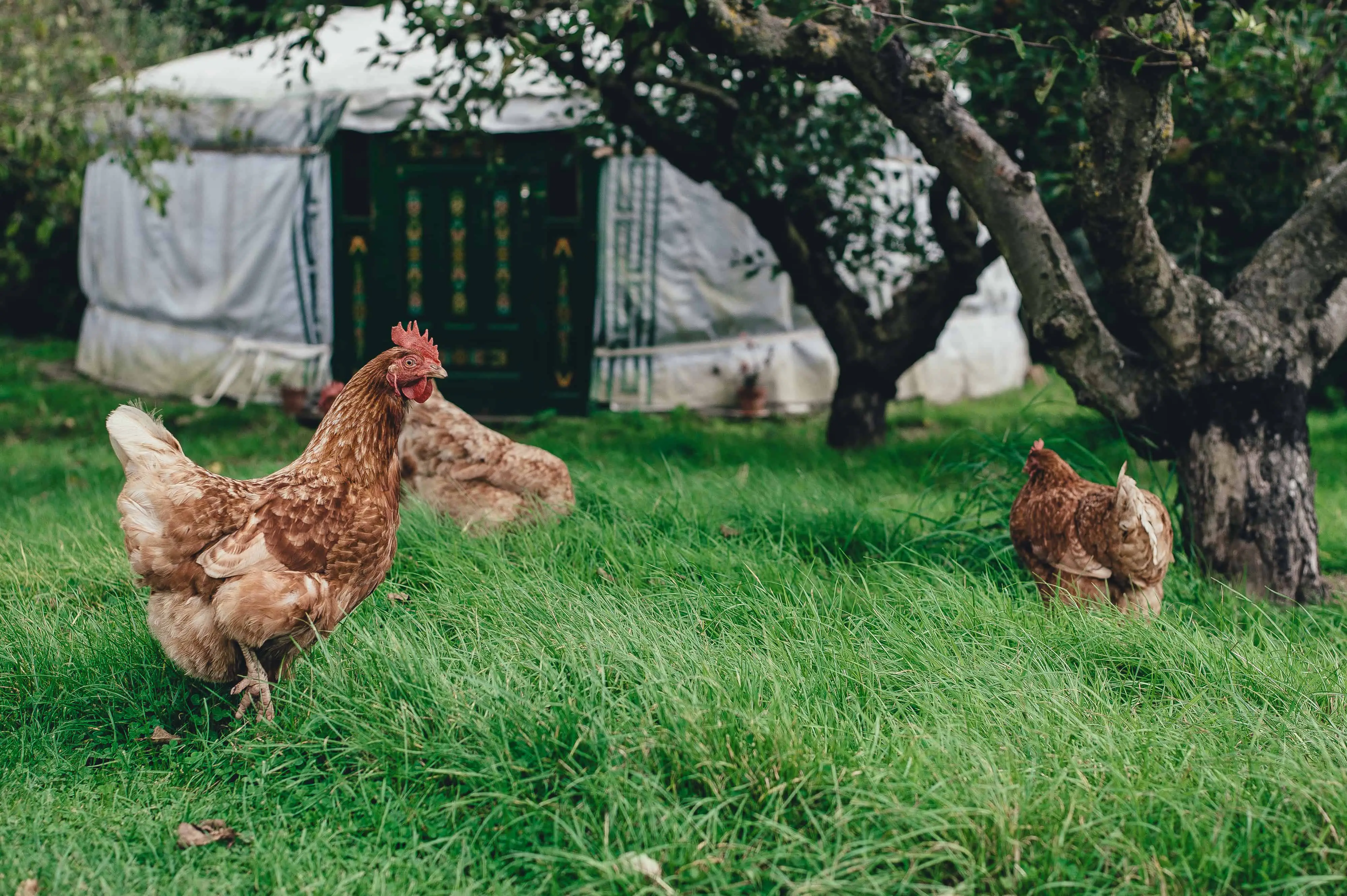 Rent out your garden for some easy money