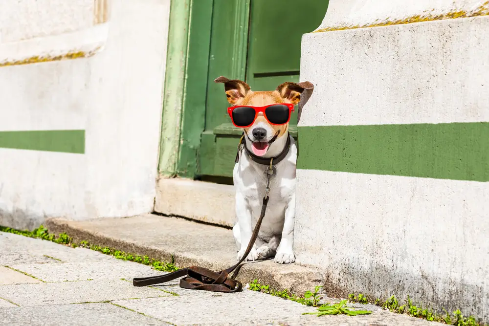 a dog wearing sunglasses