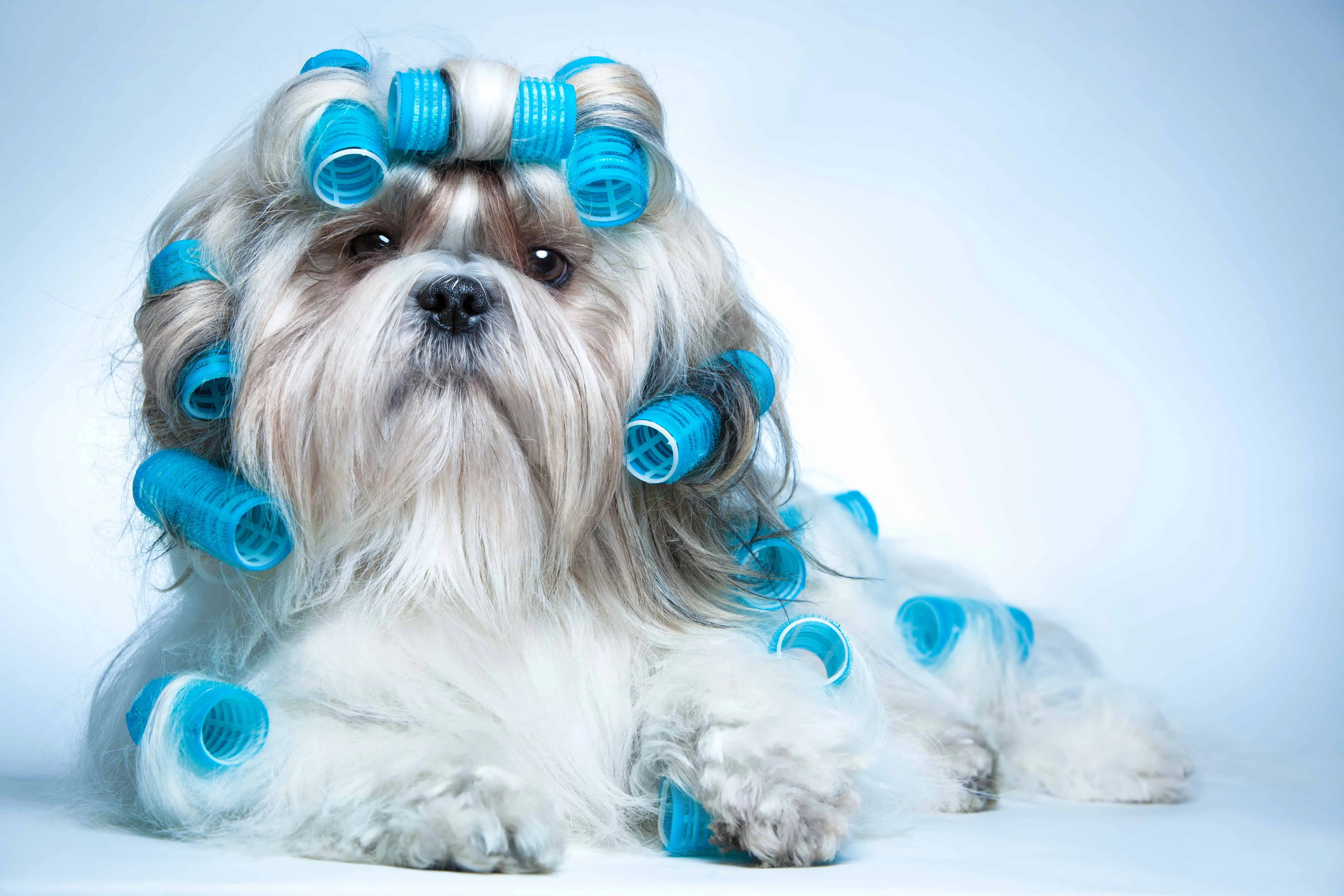 A shih tzu dog with curlers. Could you make money as an animal groomer?