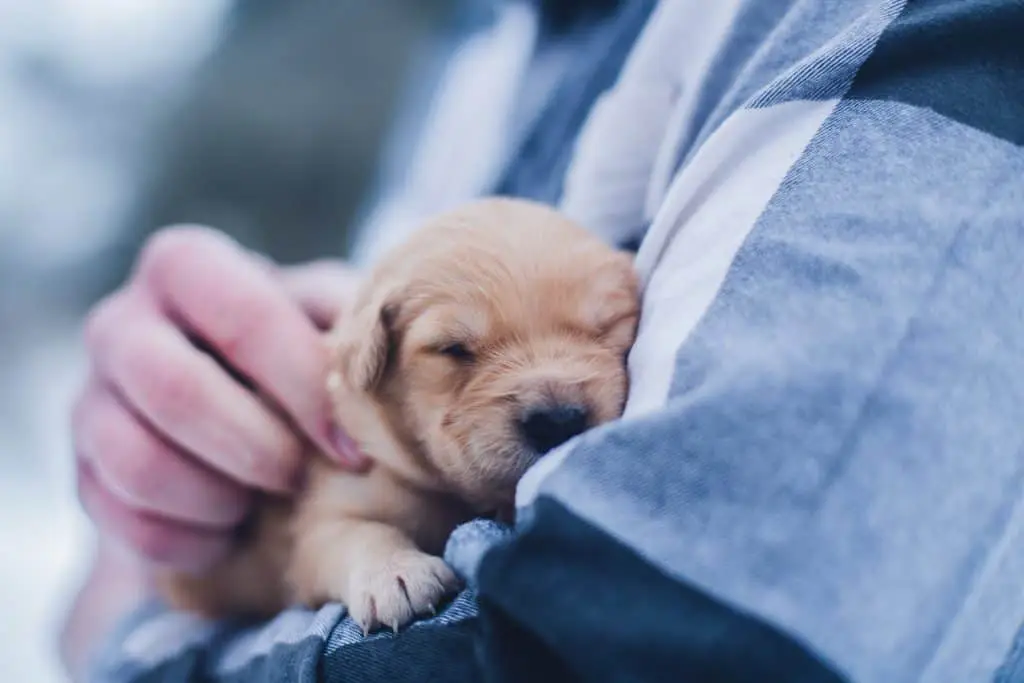 Imagine getting paid to hang out with doggos! Well, you can! Here are 6 adorable and easy ways to make money with animals. From pet sitting to creating pet products, these are the perfect side hustles for animal lovers. Number 2 is the perfect work at home job for stay at home parents!