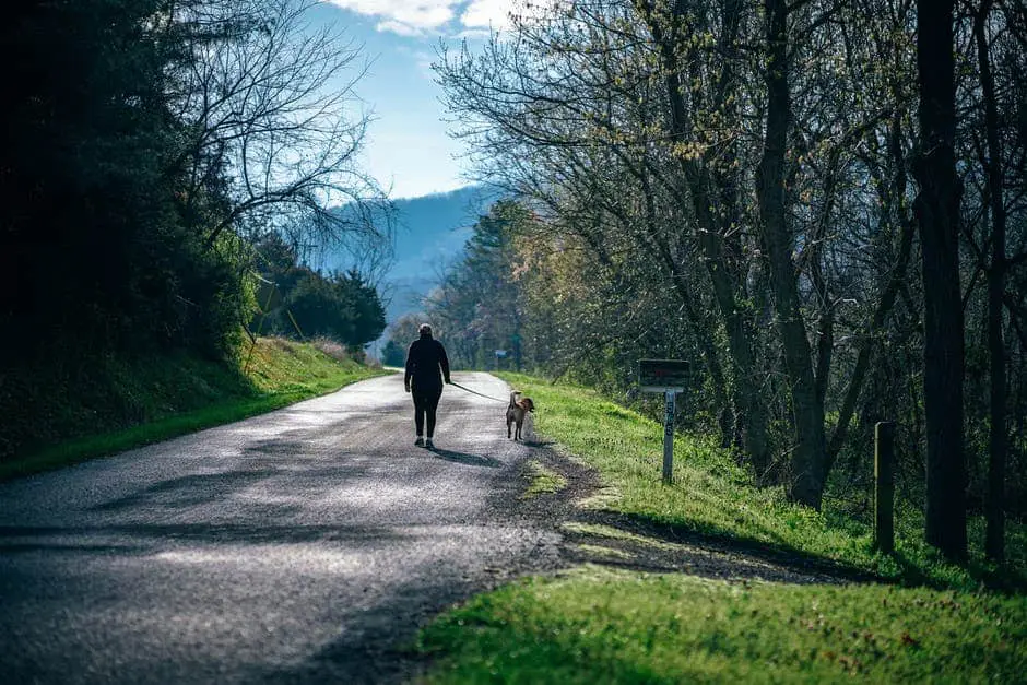 Side business ideas - dog walking